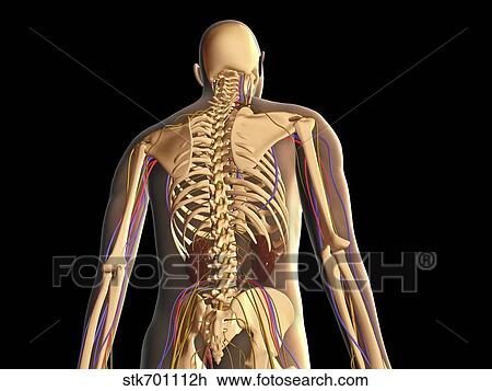 Transparent view of human body showing skeleton, kidney and nervous system. View Large Illustration Drawing - Transparent view of human body showing skeleton, kidney and nervous system.. Fotosearch