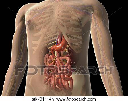 Transparent view of human body showing kidney and intestines. View Large Illustration Drawing - Transparent view of human body showing kidney and intestines.. Fotosearch