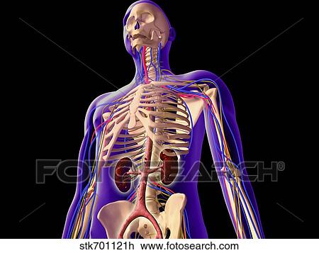 Transparent view of human body showing kidney and skeletal system. View Large Illustration Drawing - Transparent view of human body showing kidney and skeletal system.. Fotosearch