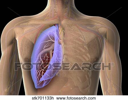 Transparent view of human chest showing the lung. View Large Illustration Drawing - Transparent view of human chest showing the lung.. Fotosearch