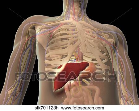 Transparent view of human torso showing liver. View Large Illustration Drawing - Transparent view of human torso showing liver.. Fotosearch