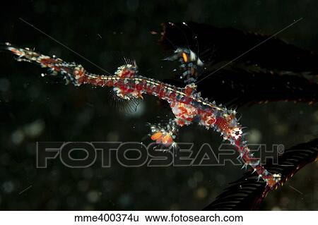 Transparent white and red harlequin ghost pipefish. View Large Photo Image Stock Photograph - Transparent white and red harlequin ghost pipefish.. Fotosearch