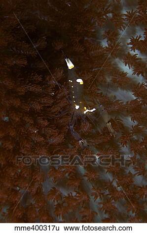 Transparent white shrimp on red and white anemone, Bali, Indonesia. View Large Photo Image Stock Photograph - Transparent white shrimp on red and white anemone, Bali, Indonesia.. Fotosearch