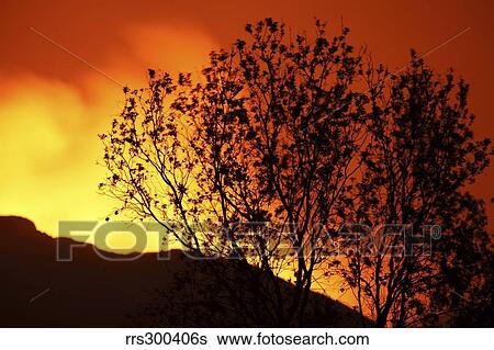 Stock Photograph - Tree silhouetted against glow of lava in crater of Nyamuragira Volcano.. Fotosearch