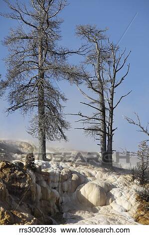 Trees in sinter terraces near Palette Spring, Yellowstone National Park. View Large Photo Image Stock Photograph - Trees in sinter terraces near Palette Spring, Yellowstone National Park.. Fotosearch