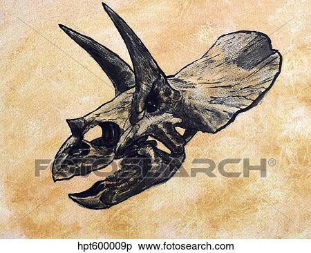 Triceratops dinosaur skull. View Large Illustration Stock Illustration - Triceratops dinosaur skull.. Fotosearch