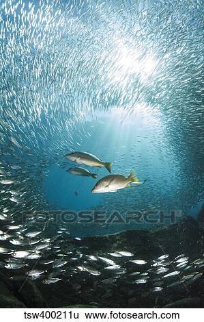 Trio of snappers hunting for bait fish, La Paz, Mexico. View Large Photo Image Stock Photograph - Trio of snappers hunting for bait fish, La Paz, Mexico.. Fotosearch