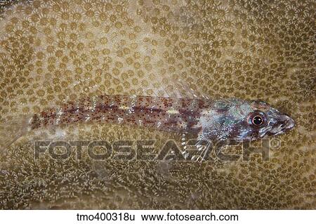 Triplefin Blenny lays on some coral, Papua New Guinea. View Large Photo Image Stock Photograph - Triplefin Blenny lays on some coral, Papua New Guinea.. Fotosearch