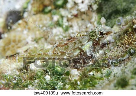 Triplefin, Indonesia. View Large Photo Image Stock Photograph - Triplefin, Indonesia.. Fotosearch