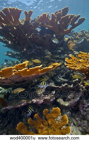 Stock Photograph - Tropical fish take refuge amongst Elkhorn Coral.. Fotosearch