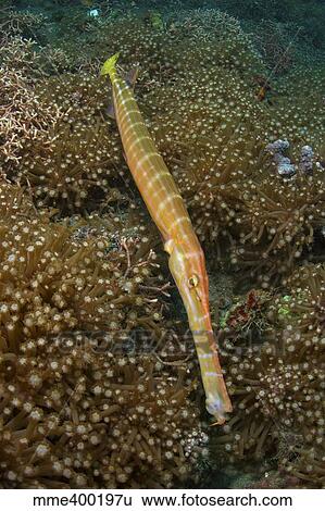 Stock Photograph - Trumpet fish, Lembeh Strait, Bitung, Sulawesi, Indonesia.. Fotosearch