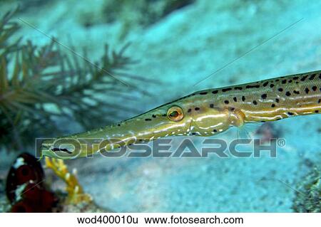Trumpetfish (Aulostomus maculatus) close-up of head. View Large Photo Image Stock Photograph - Trumpetfish (Aulostomus maculatus) close-up of head.. Fotosearch
