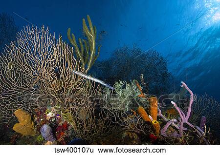 Stock Photograph - Trumpetfish, Belize.. Fotosearch
