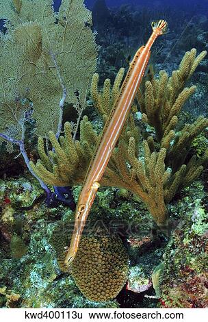 Stock Photograph - Trumpetfish on Caribbean reef.. Fotosearch
