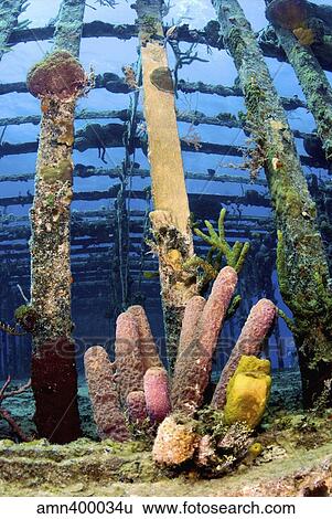 Tube sponges on the Wreck of the Willaurie, Nassau, The Bahamas. View Large Photo Image Stock Photograph - Tube sponges on the Wreck of the Willaurie, Nassau, The Bahamas.. Fotosearch
