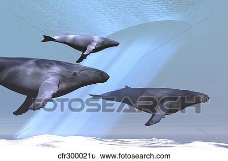 Two adult humpback whales escort a baby calf. View Large Illustration Stock Illustration - Two adult humpback whales escort a baby calf.. Fotosearch
