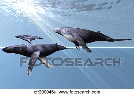 Stock Illustration - Two adult humpback whales with a small calf.. Fotosearch