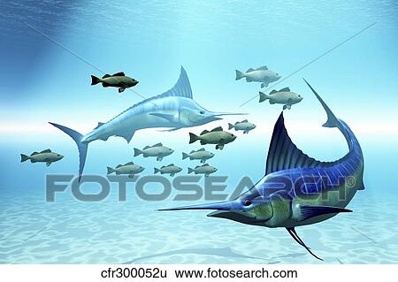 Stock Illustration - Two blue marlins circle a school of fish in ocean waters.. Fotosearch
