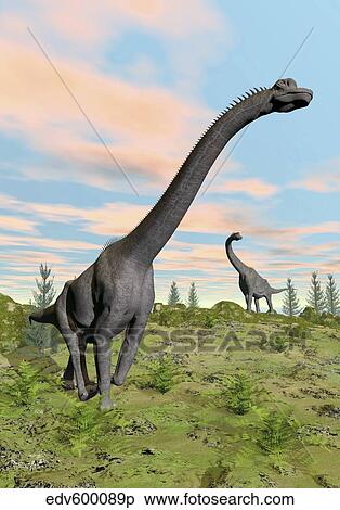 Two Brachiosaurus dinosaurs in a prehistoric environment. View Large Illustration Stock Illustration - Two Brachiosaurus dinosaurs in a prehistoric environment.. Fotosearch