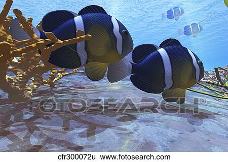 Two clownfish swim among the coral beds on an ocean reef. View Large Illustration Stock Illustration - Two clownfish swim among the coral beds on an ocean reef.. Fotosearch