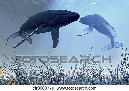 Two humpback whales over a reef in shallow ocean waters. View Large Illustration Stock Illustration - Two humpback whales over a reef in shallow ocean waters.. Fotosearch