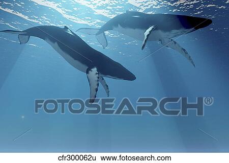 Stock Illustration - Two Humpback whales swim near the ocean surface.. Fotosearch