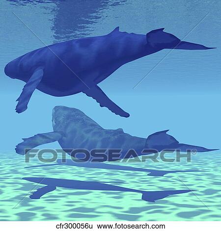 Two Humpback whales swim together in shallow ocean waters. View Large Illustration Stock Illustration - Two Humpback whales swim together in shallow ocean waters.. Fotosearch
