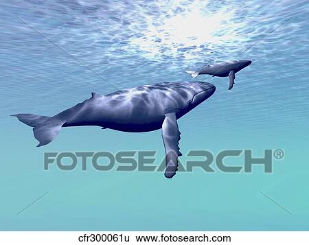 Two humpback whales swim together in beautiful ocean waters. View Large Illustration Stock Illustration - Two humpback whales swim together in beautiful ocean waters.. Fotosearch