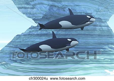 Stock Illustration - Two killer whales swim around submerged icebergs.. Fotosearch