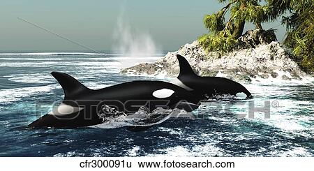 Stock Illustration - Two killer whales swim into an ocean inlet.. Fotosearch
