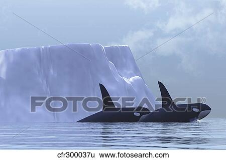 Two killer whales swim near an iceberg in the Arctic Ocean. View Large Illustration Stock Illustration - Two killer whales swim near an iceberg in the Arctic Ocean.. Fotosearch