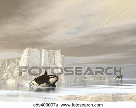 Two killer whales swimming near icebergs on a cloudy day. View Large Illustration Stock Illustration - Two killer whales swimming near icebergs on a cloudy day.. Fotosearch