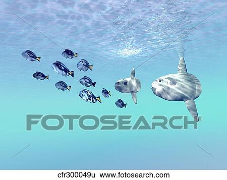 Stock Illustration - Two large sunfish escort a school of Blue Tango fish.. Fotosearch