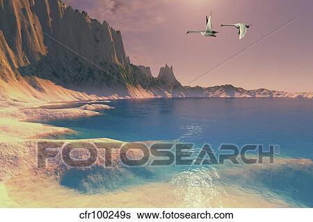 Stock Illustration - Two Mute Swans fly near a seashore on their migration route.. Fotosearch