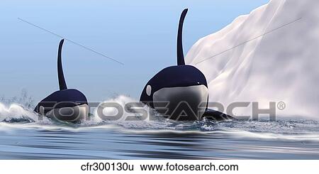Stock Illustration - Two orca whales pass near an iceberg in the north Arctic Ocean.. Fotosearch
