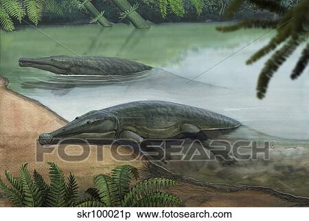 Two prehistoric Platyoposaurus stuckenbergi swim ashore. View Large Illustration Stock Illustration - Two prehistoric Platyoposaurus stuckenbergi swim ashore.. Fotosearch