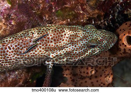 Two Sharknose Gobies clean a Red Hind. View Large Photo Image Stock Photograph - Two Sharknose Gobies clean a Red Hind.. Fotosearch