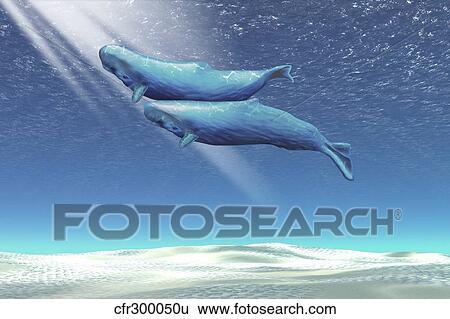 Two sperm whales near the surface of the ocean. View Large Illustration Stock Illustration - Two sperm whales near the surface of the ocean.. Fotosearch