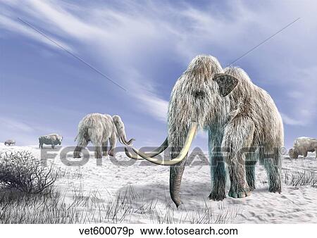 Stock Illustration - Two Woolly Mammoths in a snow covered field with a few bison.. Fotosearch