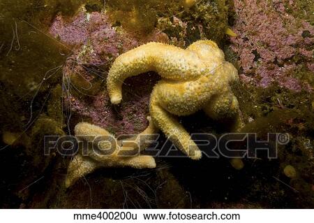 Two yellow sea stars and white worm strands, Antarctica. View Large Photo Image Stock Photograph - Two yellow sea stars and white worm strands, Antarctica.. Fotosearch