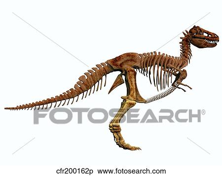 Tyrannosaurus Rex dinosaur skeleton. View Large Illustration Stock Illustration - Tyrannosaurus Rex dinosaur skeleton.. Fotosearch