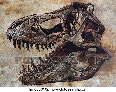 Tyrannosaurus rex dinosaur skull. View Large Illustration Stock Illustration - Tyrannosaurus rex dinosaur skull.. Fotosearch