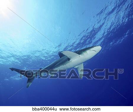 Stock Photograph - Underside of an oceanic whitetip shark.. Fotosearch