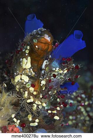 Underwater bouquet formed by cluster of ascidians, Bali, Indonesia. View Large Photo Image Stock Photograph - Underwater bouquet formed by cluster of ascidians, Bali, Indonesia.. Fotosearch