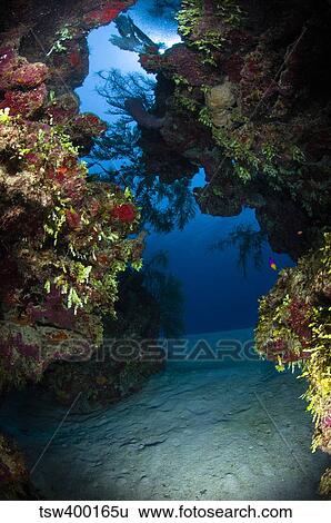 Underwater crevice through a coral reef, Belize. View Large Photo Image Stock Photograph - Underwater crevice through a coral reef, Belize.. Fotosearch