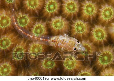 Unknown Gobie/ Blenny found at 48 feet deep, Bonaire. View Large Photo Image Stock Photograph - Unknown Gobie/ Blenny found at 48 feet deep, Bonaire.. Fotosearch