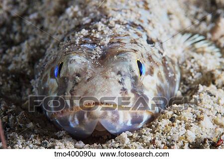 Stock Photograph - Up close and personal with a Lizardfish.. Fotosearch