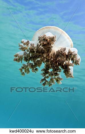 Stock Photograph - Upside down jellyfish in Caribbean Sea.. Fotosearch