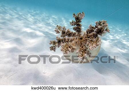 Upside down jellyfish over sand in Caribbean Sea. View Large Photo Image Stock Photograph - Upside down jellyfish over sand in Caribbean Sea.. Fotosearch