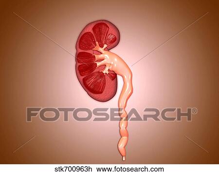 Drawing - Ureterovesical junction (UVJ) in the kidney.. Fotosearch